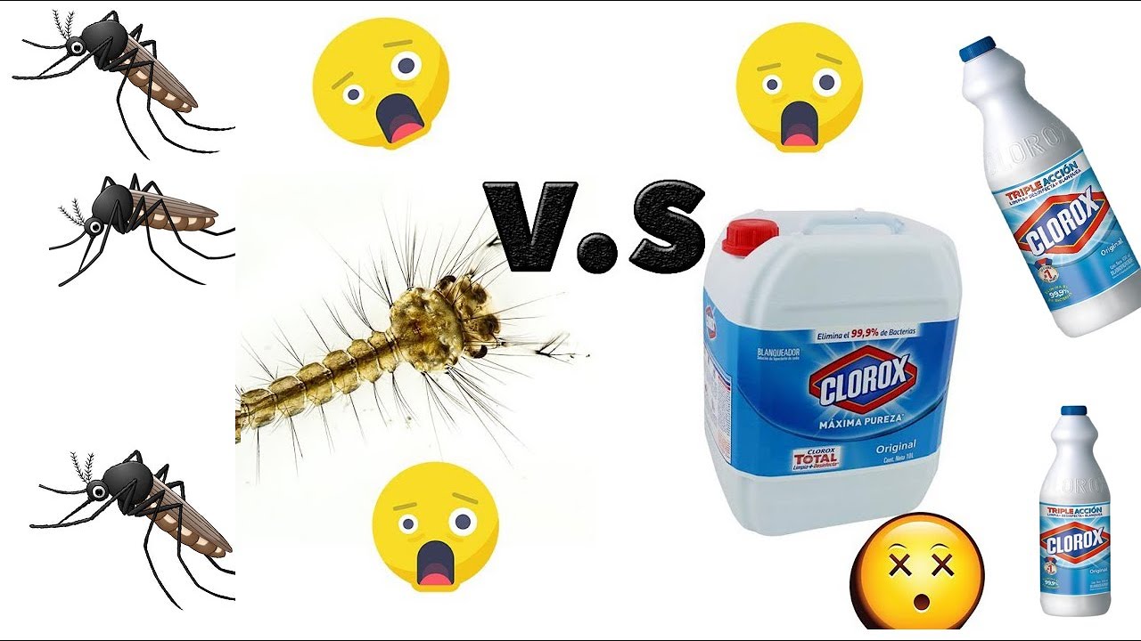 como eliminar los gusanos del agua