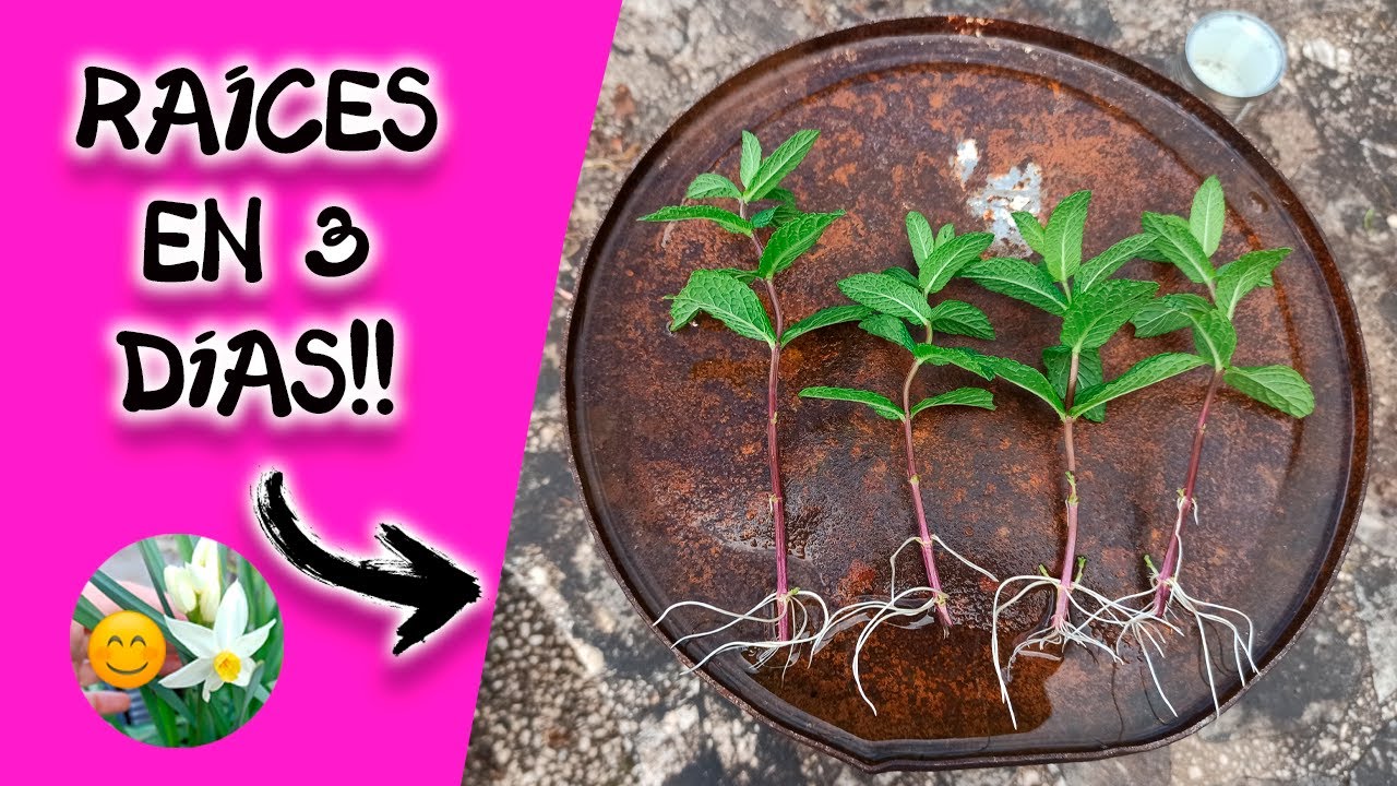 como reproducir hierbabuena en agua