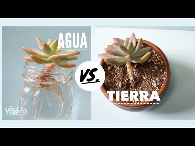 como reproducir suculentas en agua