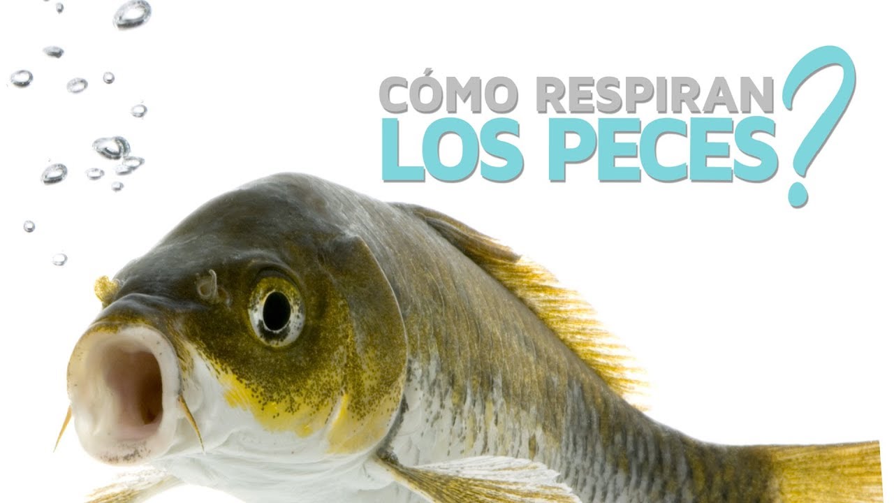 como respiran los animales en el agua