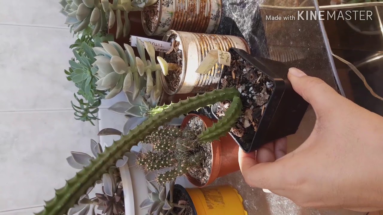 como saber si mi cactus necesita agua
