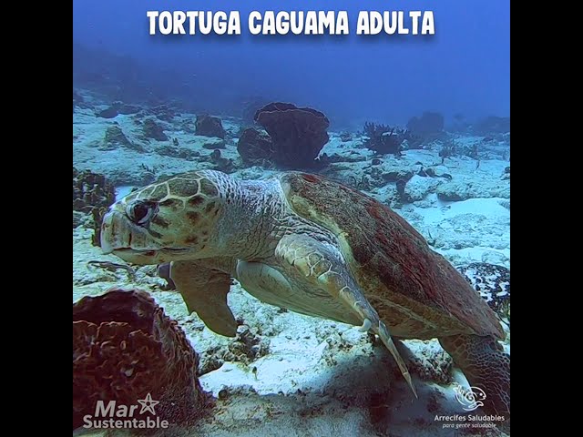 como se desplaza la tortuga caguama
