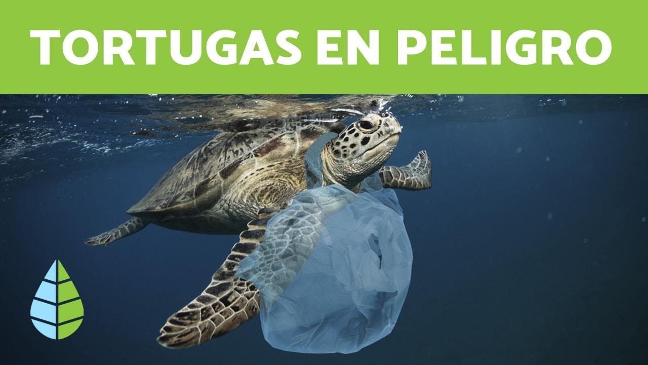 consecuencias de la tortuga caguama