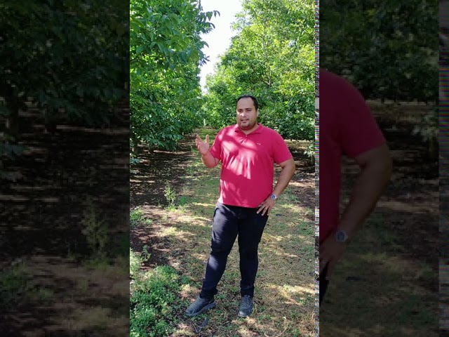 cuanta agua diaria necesita un nogal