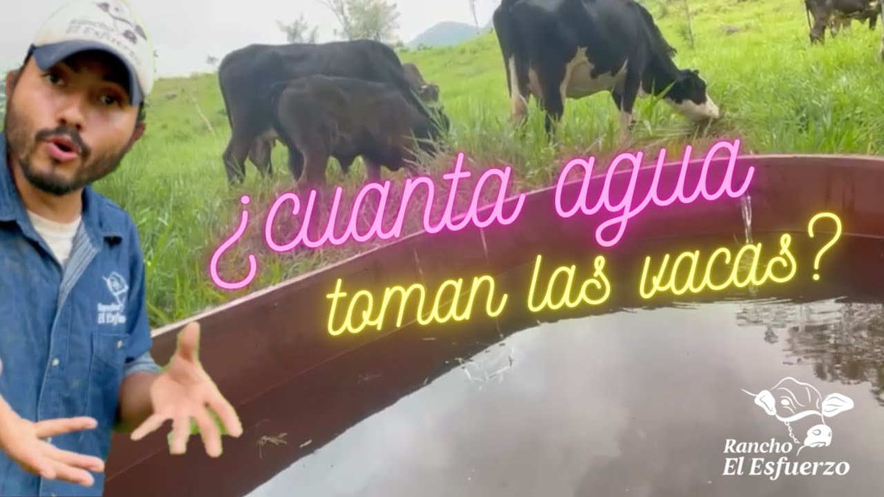 cuanta agua se gasta en la ganaderia