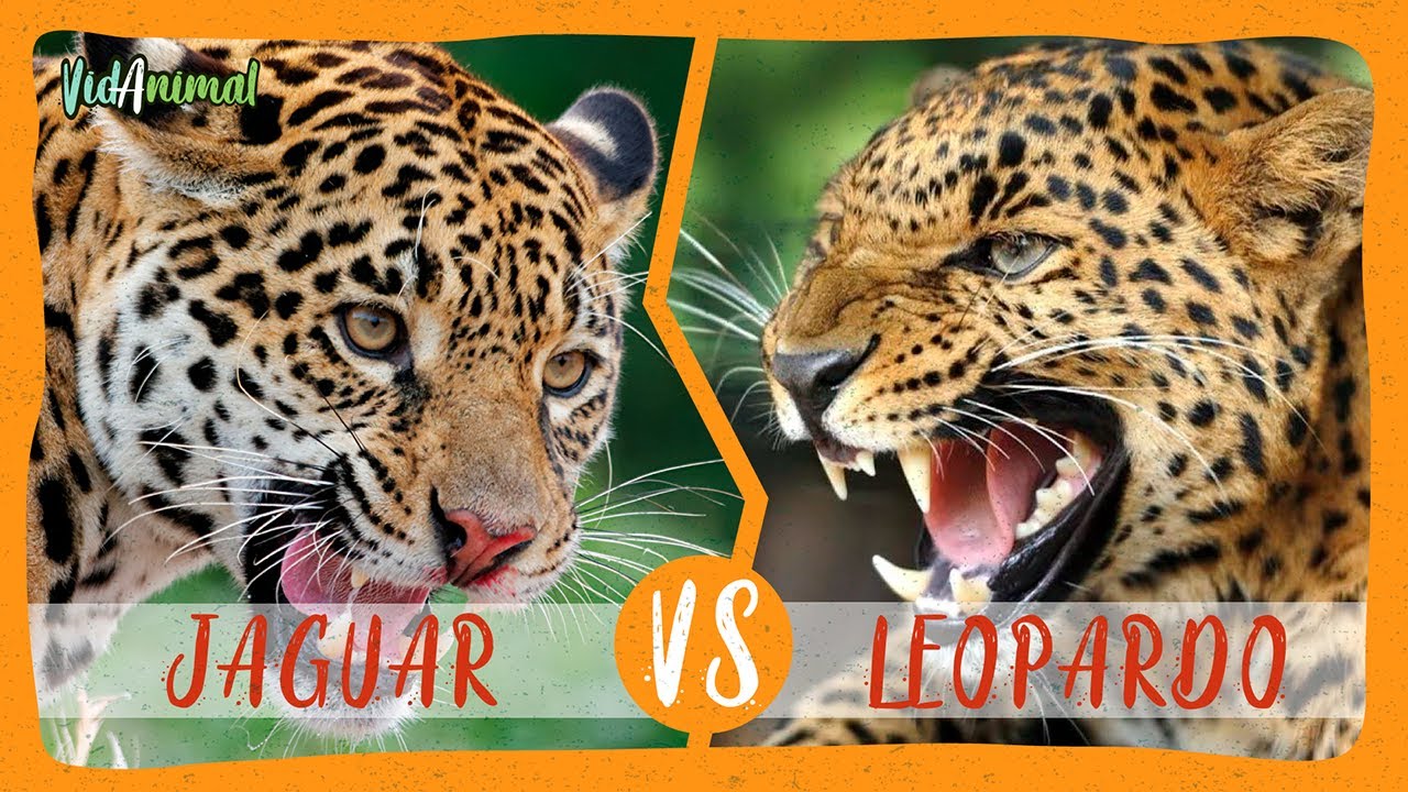 diferencia entre jaguar y leopardo