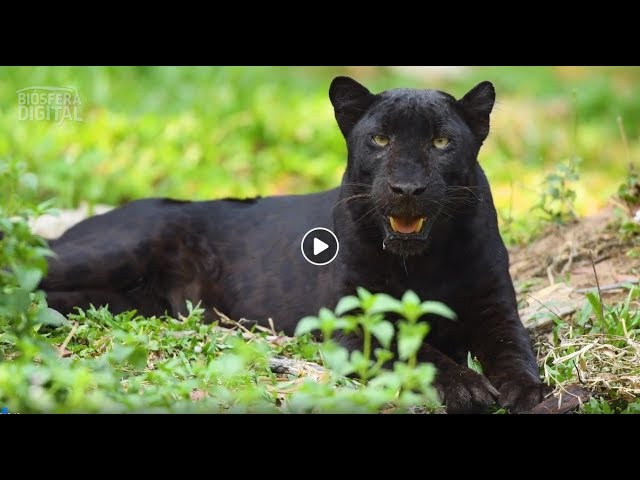 diferencia entre jaguar y pantera