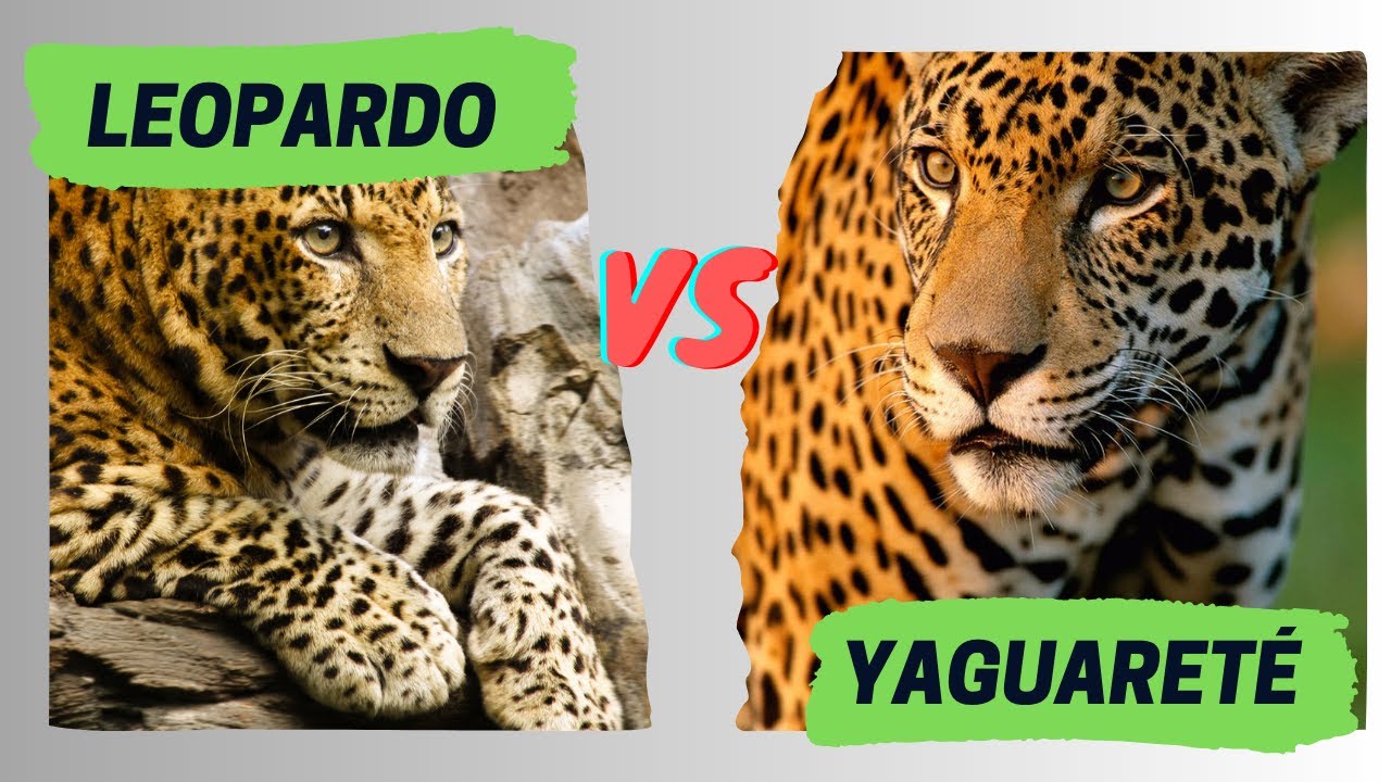 diferencia entre jaguar y yaguarete