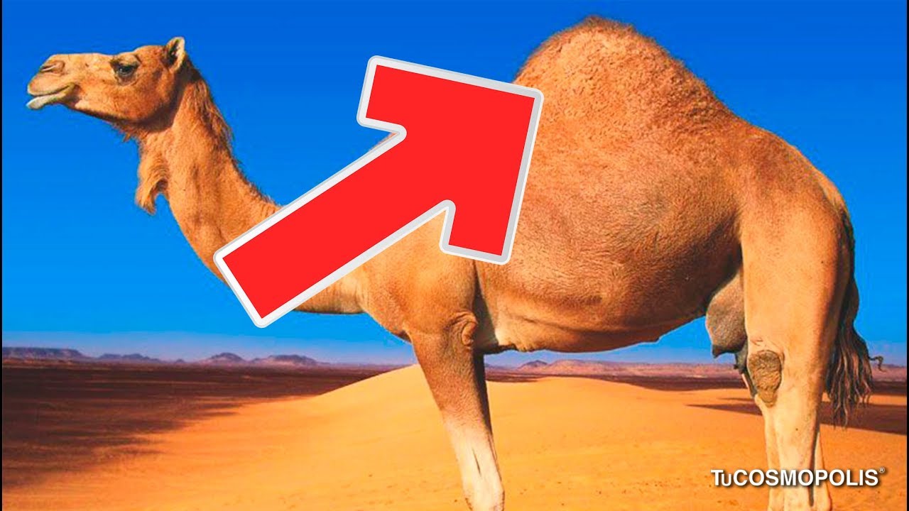 donde almacenan agua los camellos