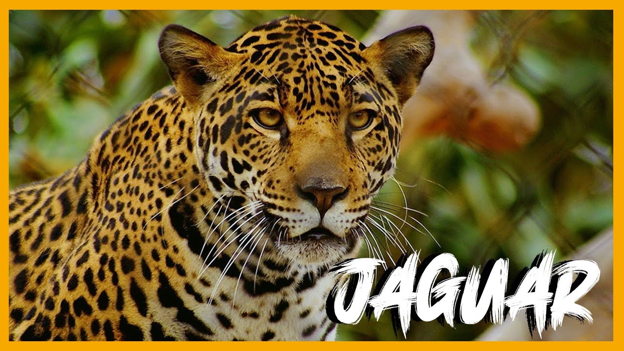 ecosistema donde habita el jaguar