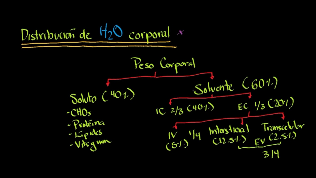 el agua corporal en un ser humano es