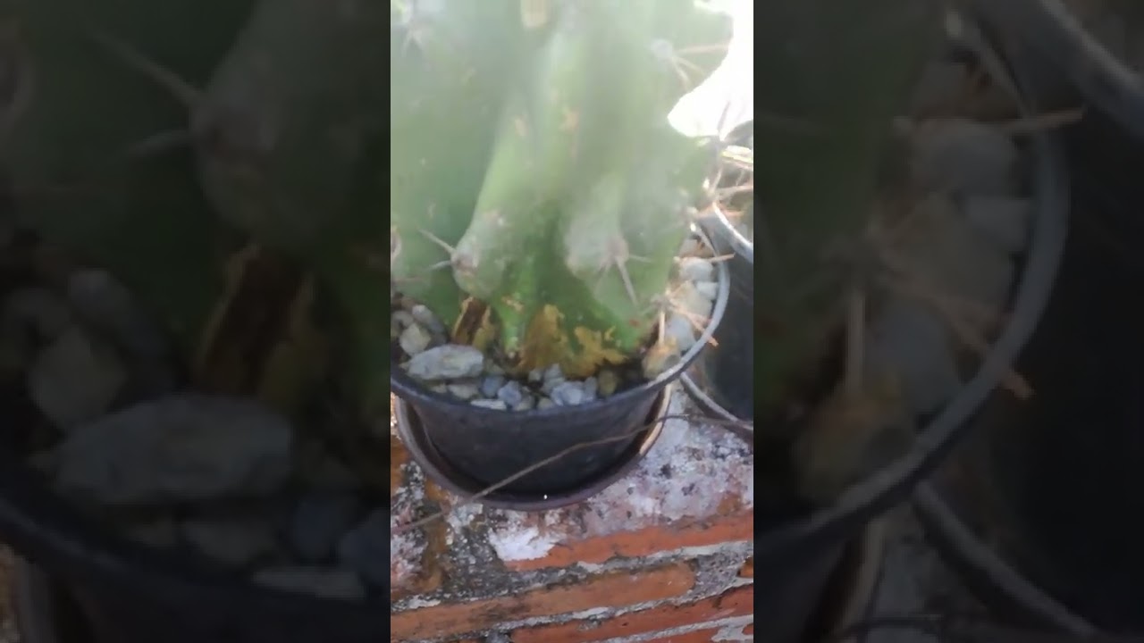 el agua del cactus se puede tomar