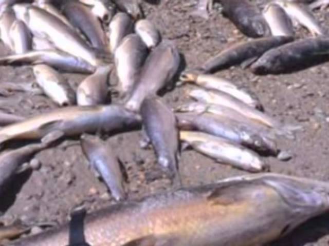 el agua fuente de vida y alimentos