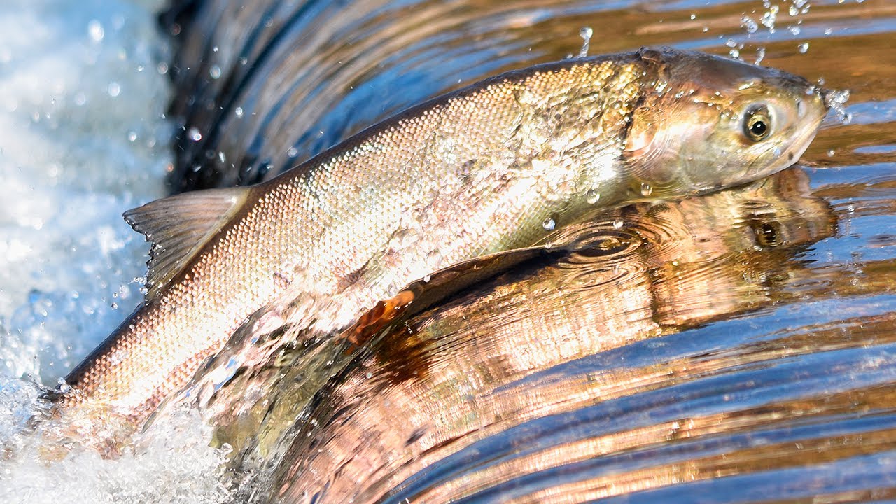 el salmon es de agua dulce o salada