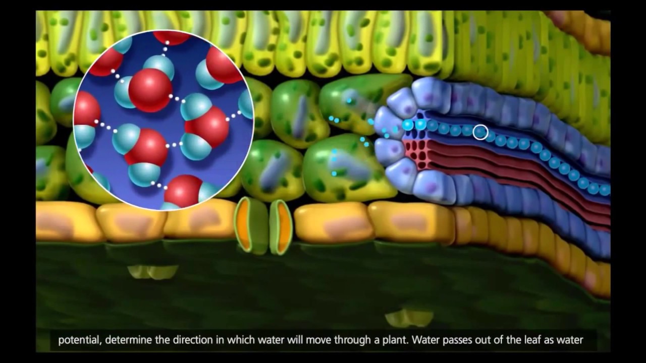 estructura que transporta el agua