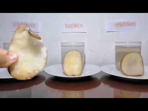 experimento de la papa en agua y sal