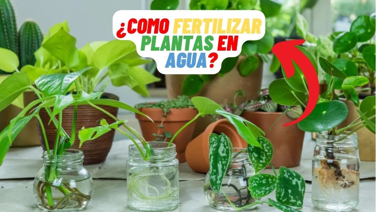 fertilizante para plantas en agua