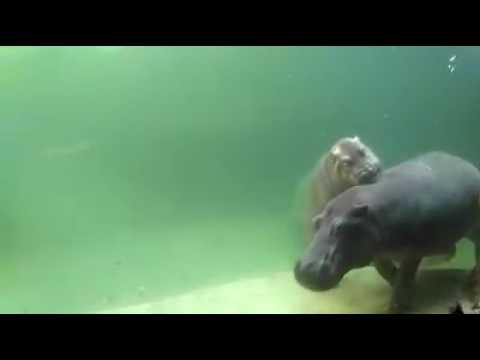 hipopótamo corriendo bajo el agua