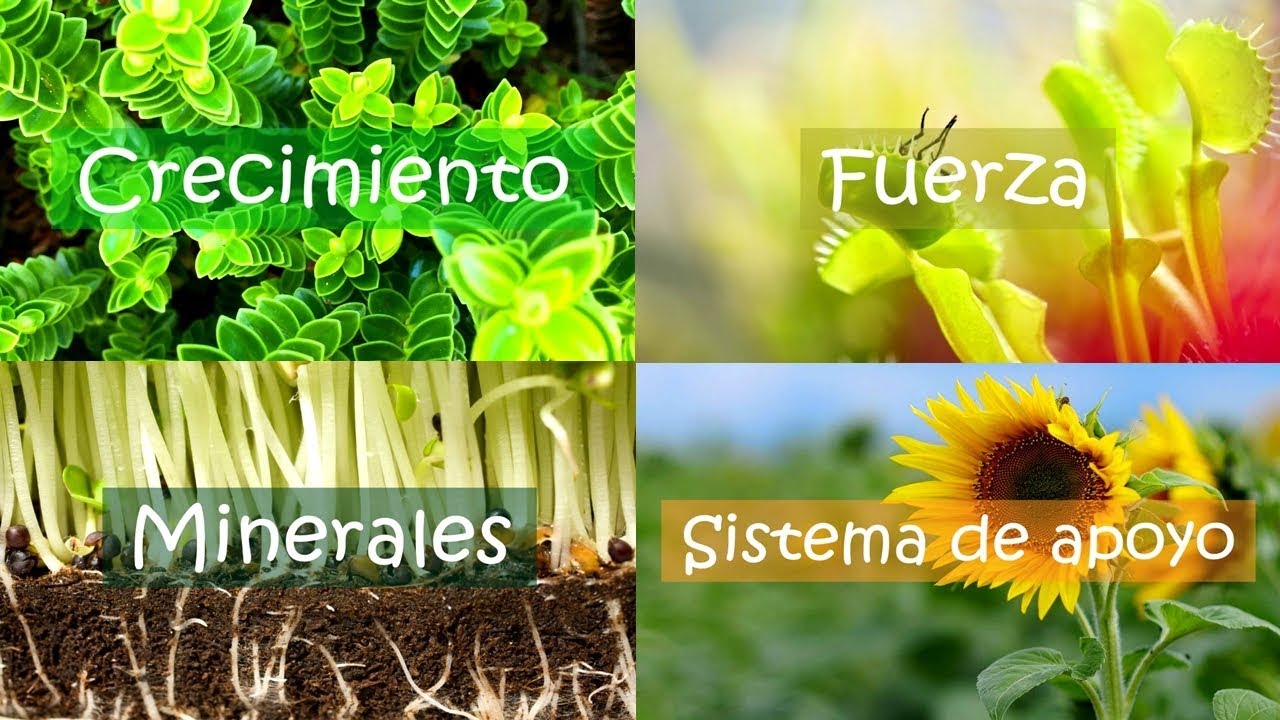 importancia del agua en las plantas