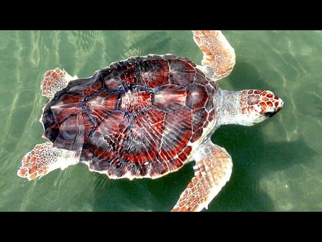 información de la tortuga caguama