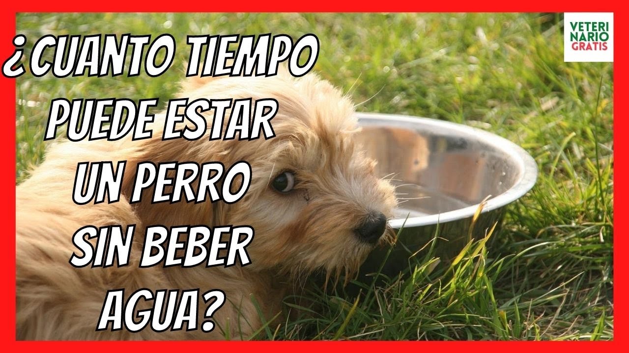 los perros de 1 mes puede tomar agua