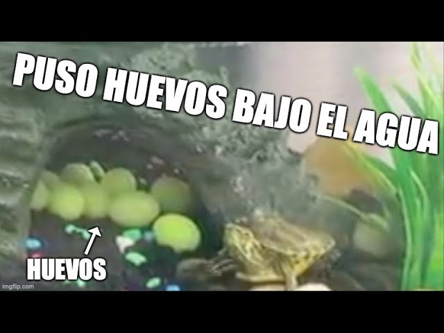 mi tortuga puso un huevo en el agua