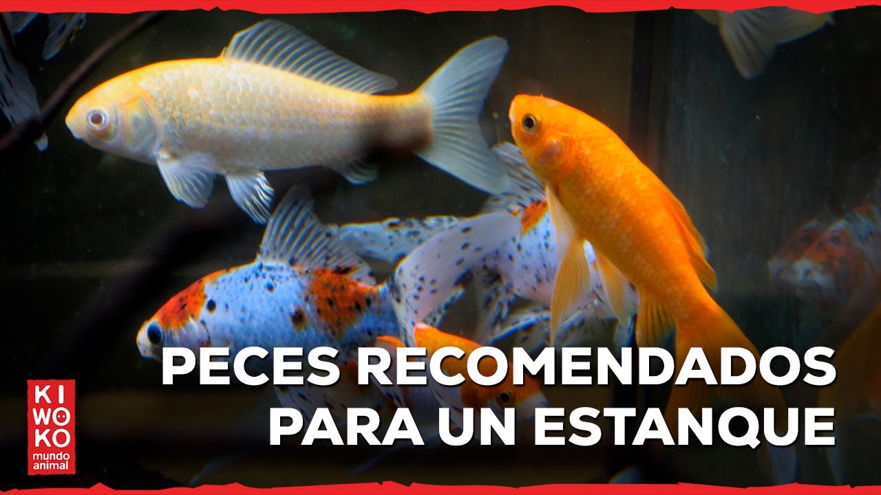 peces de agua dulce para estanques
