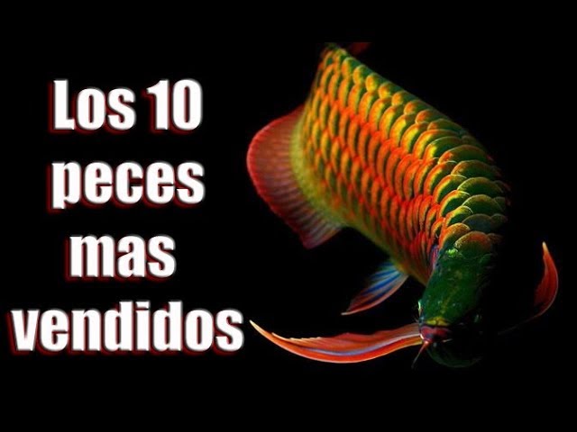 pescados de agua dulce comestibles