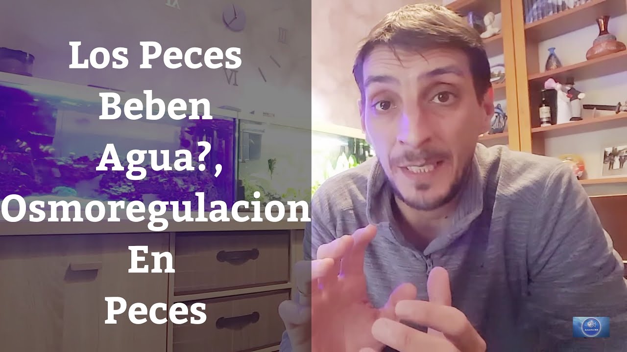 pez de agua dulce de cuerpo alargado