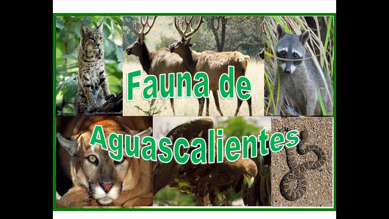 plantas y animales de aguascalientes