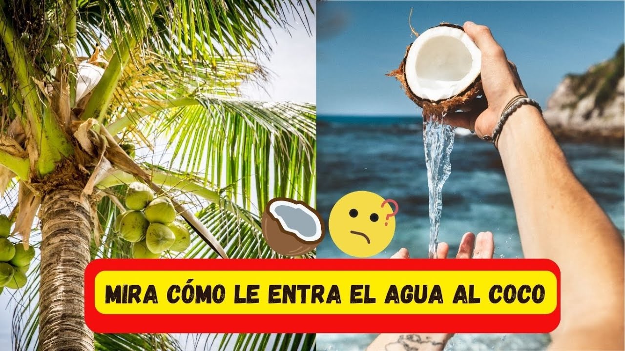 porque el coco tiene agua adentro