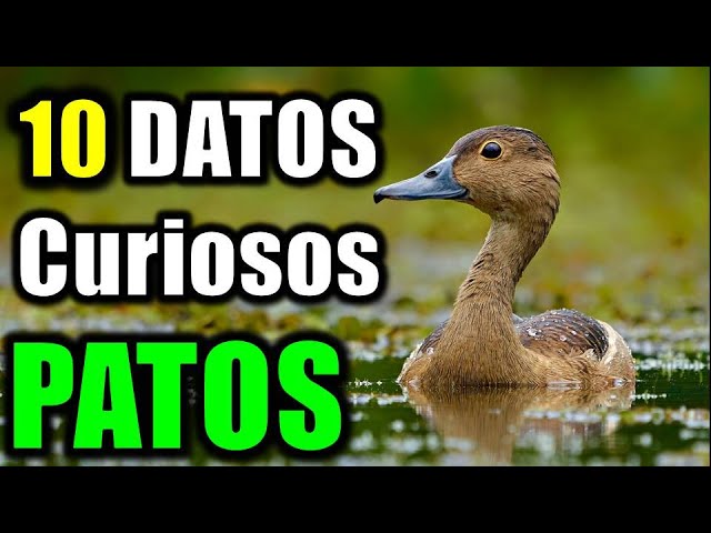 porque los patos flotan en el agua