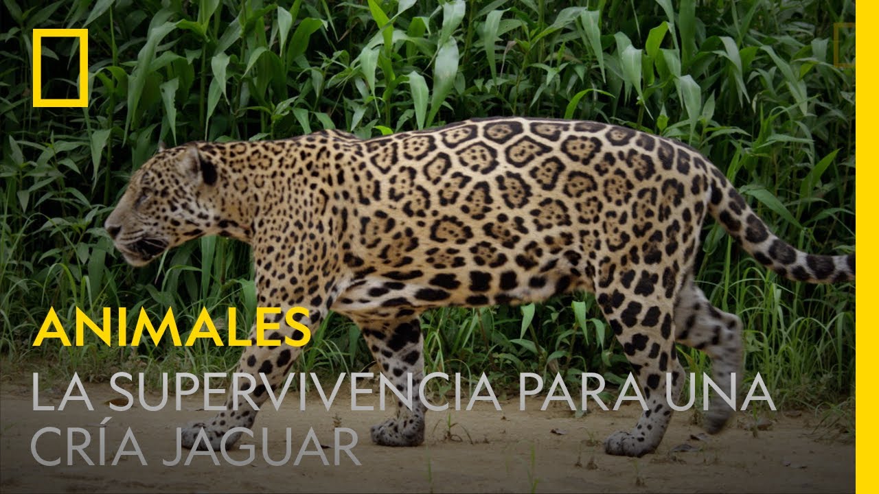 que necesita para vivir el jaguar