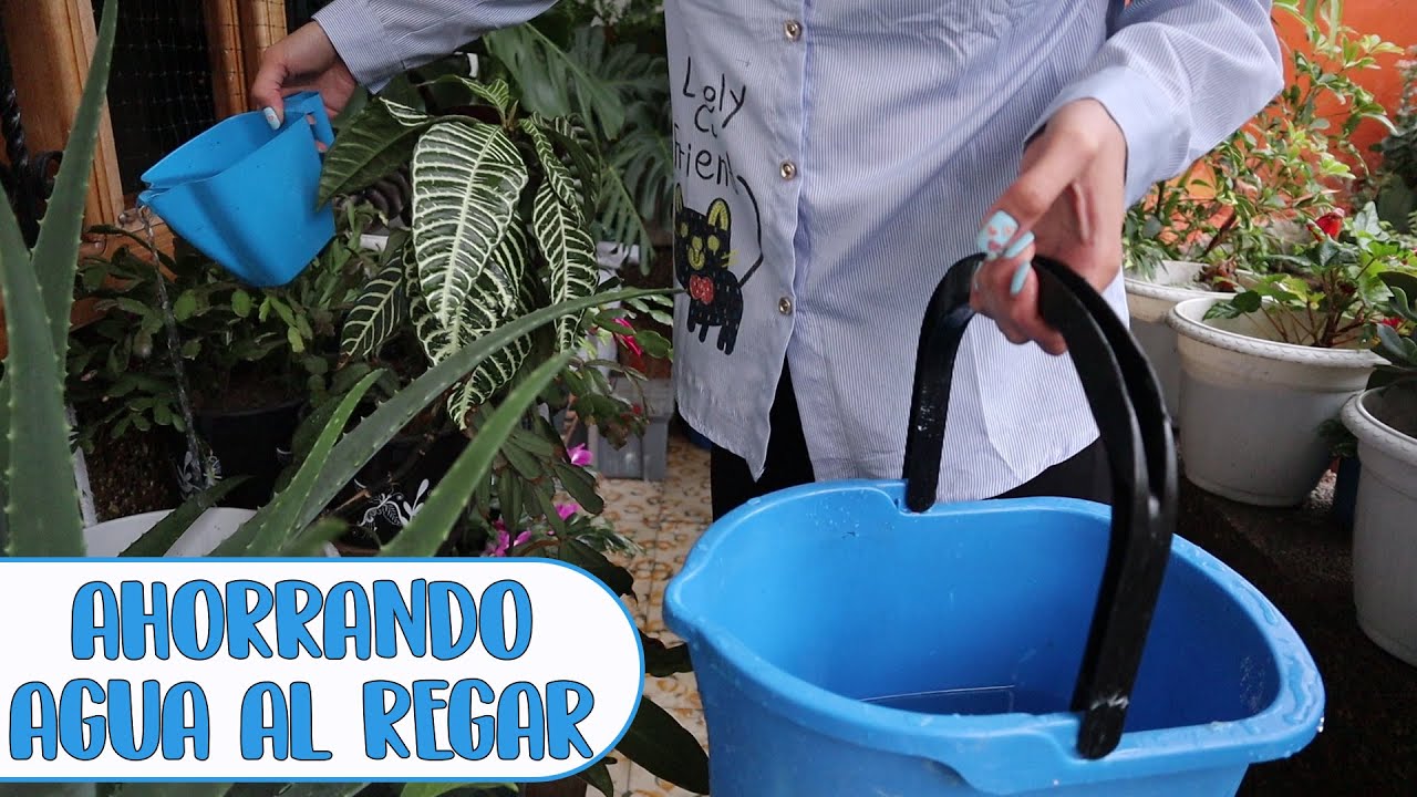 regar plantas con agua de lavadora