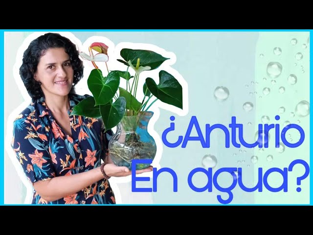 se puede poner un anturio en agua