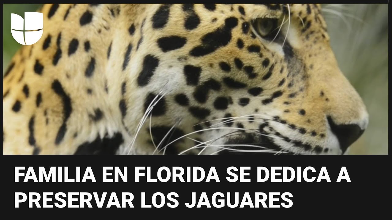 soluciones para salvar al jaguar