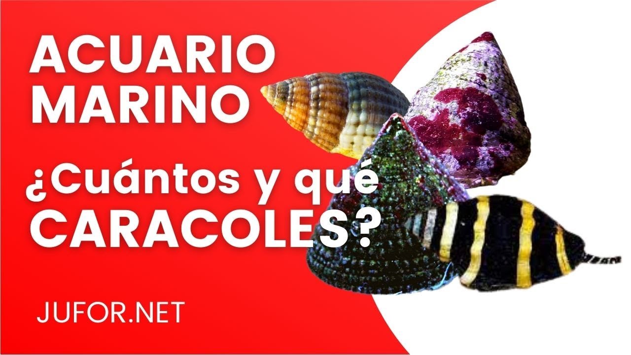 tipos de caracoles de agua salada