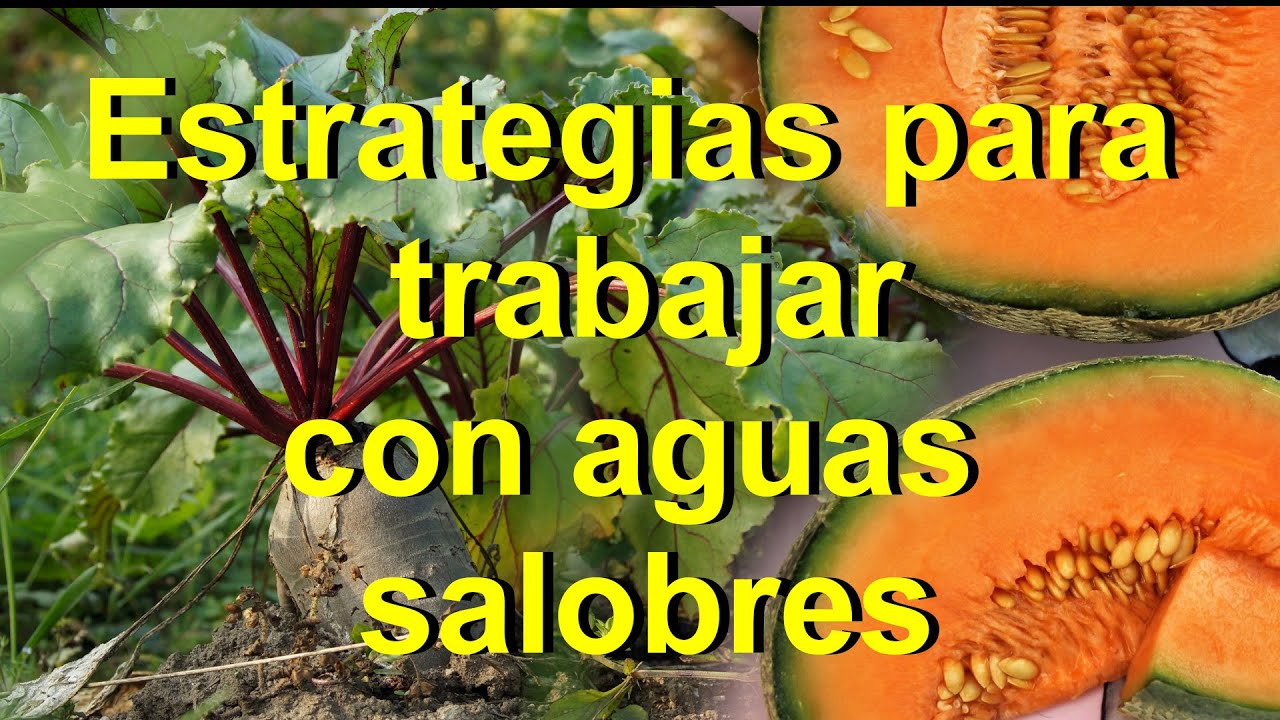 tratamiento agua salada para riego