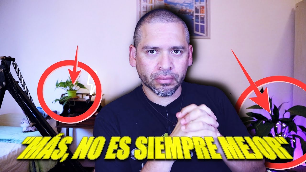 una plantita se murio de tanta agua