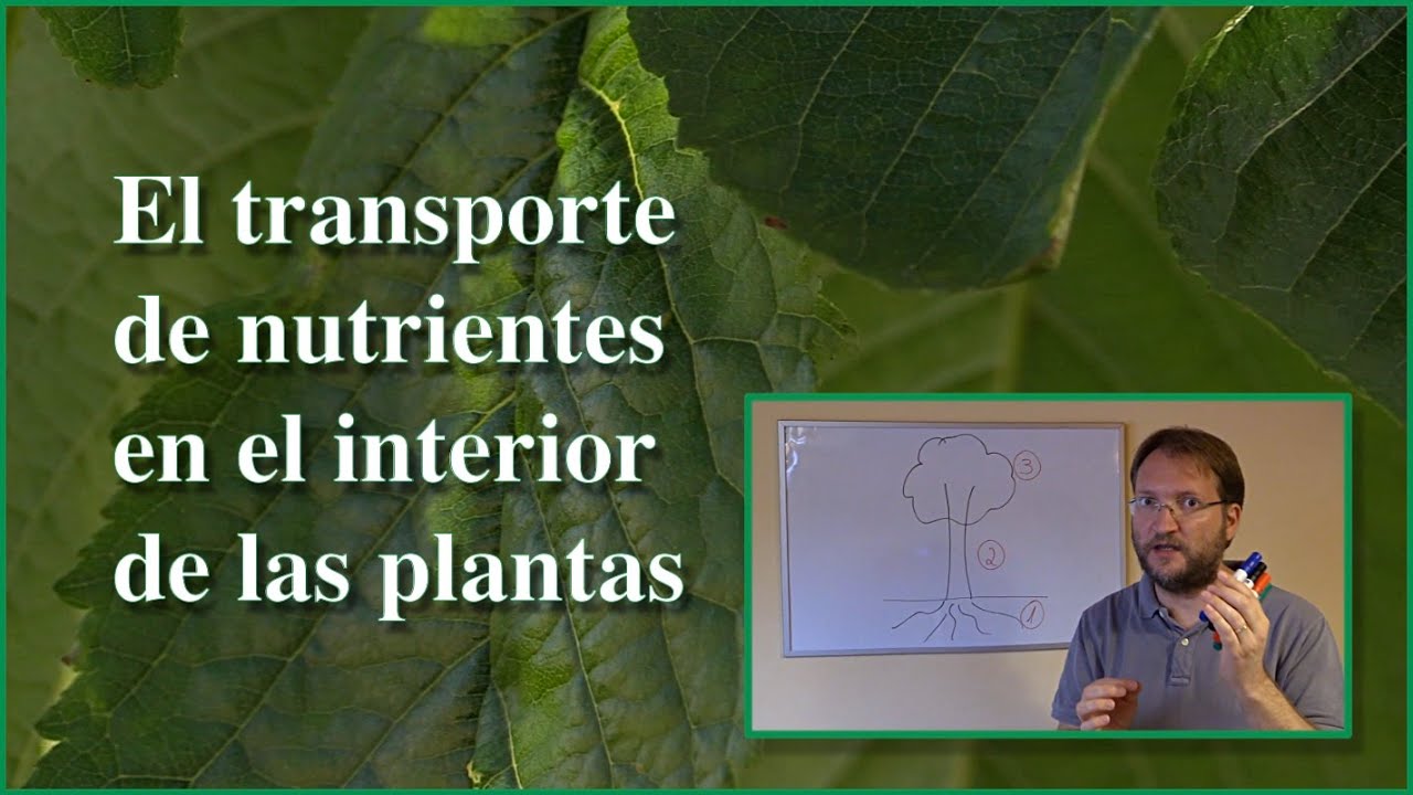absorbe agua y sales minerales del suelo