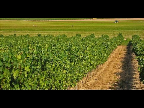 beneficios del agua al sector primario