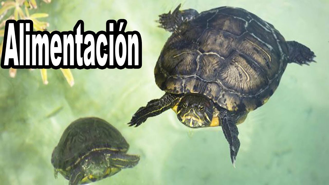 cada cuanto comen las tortugas de agua