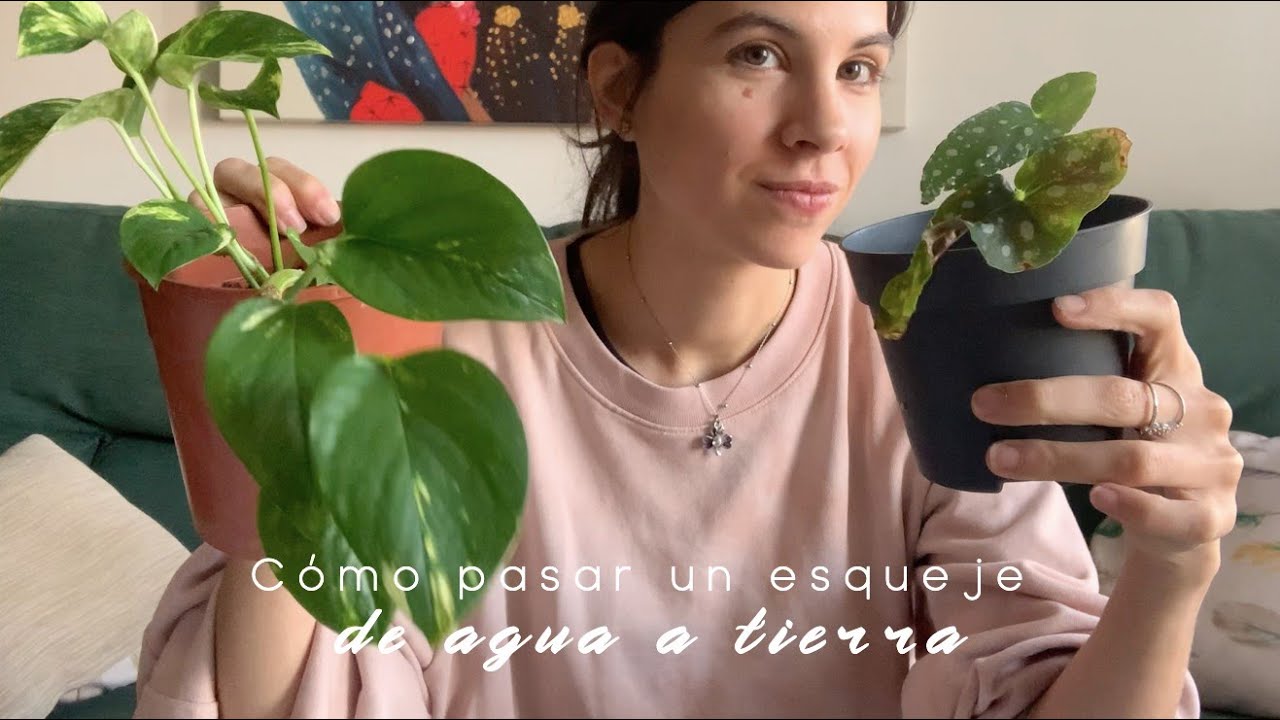como pasar una planta de agua a tierra