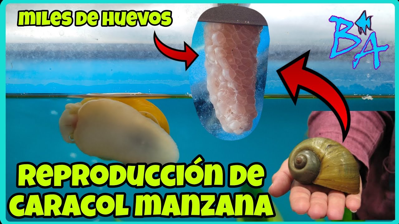 como se reproducen los caracoles de agua