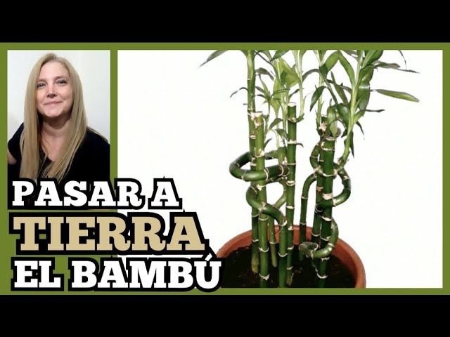 como transplantar bambu de agua a tierra