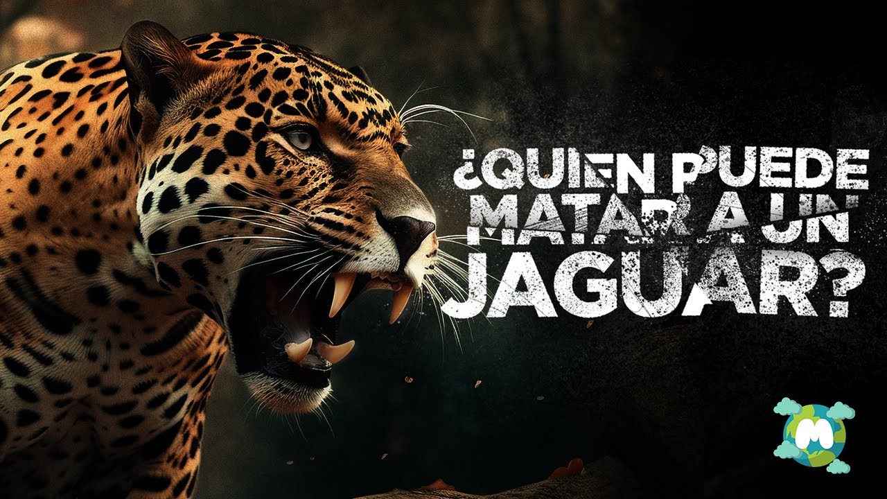 cuales son los depredadores del jaguar