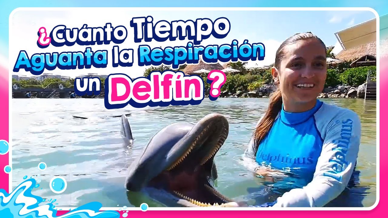cuanto aguanta un delfin fuera del agua