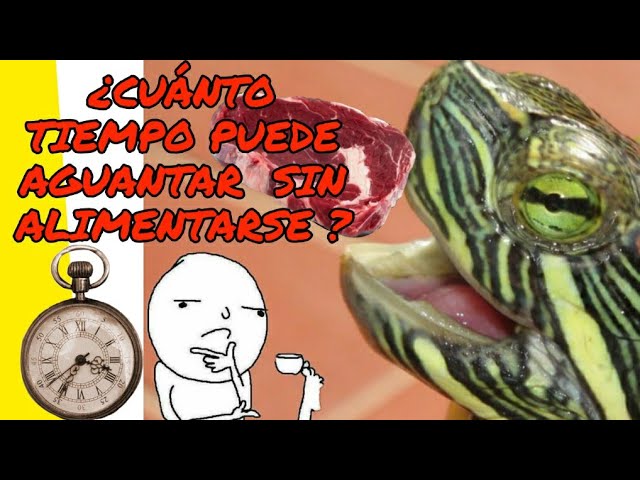 cuanto aguantan las tortugas sin comer