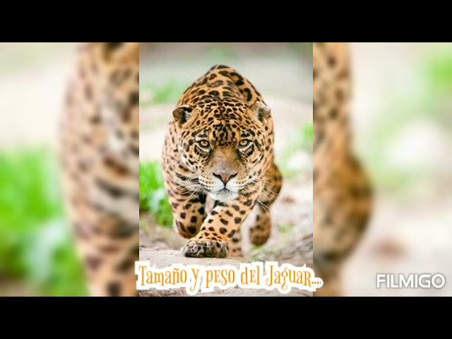 cuanto mide un jaguar de alto y de largo