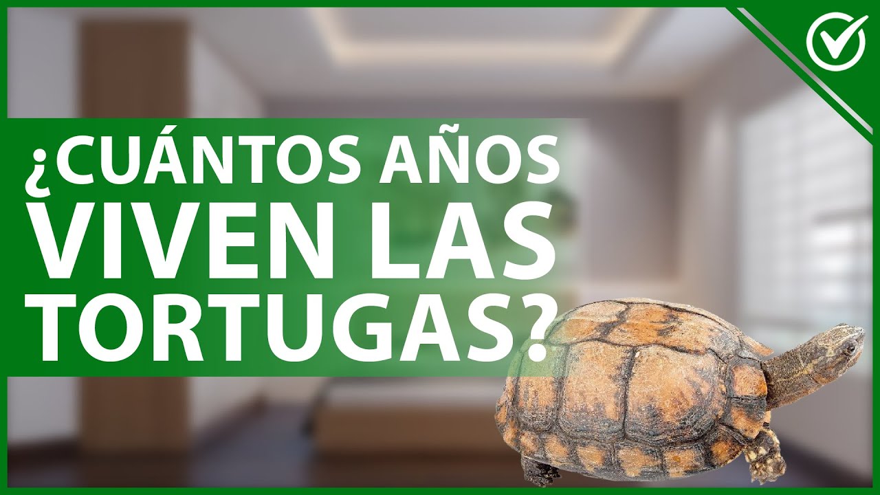 cuantos años dura una tortuga de agua